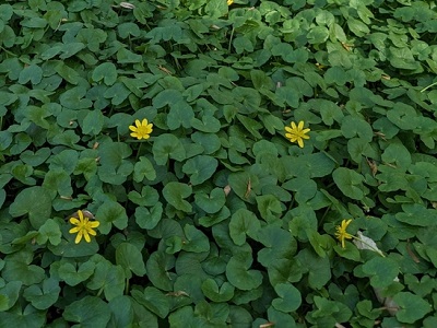 bright yellow flowers and thick green foliage of lesser celandine 400x300 Credit Adrienne van den Beemt some rights reserved CC-BY iNaturalist.org