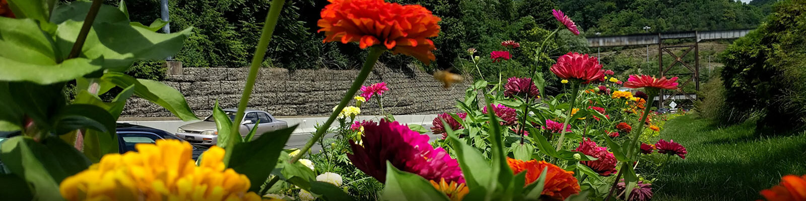 Bringing you everyday nature