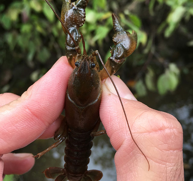 Devil Crayfish