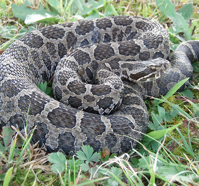 Eastern Massasauga