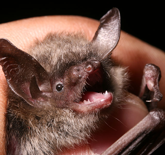 Little Brown Bat