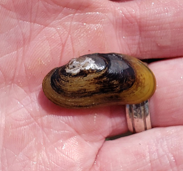 Salamander Mussel