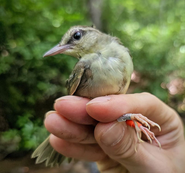 Swainson's Warbler