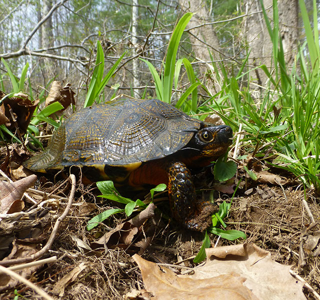 Wood Turtle