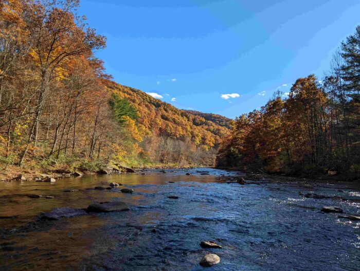 WPC Protects Forestland in the PA Wilds for Moshannon State Forest 