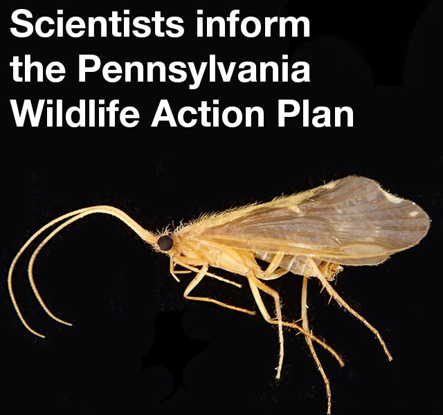 Strategic Conservation: Scientists inform the PA Wildlife Action Plan