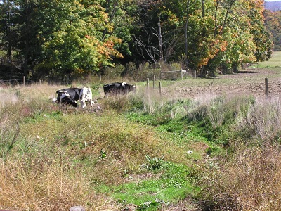 Cows using stream crossing in Juniata Watershed