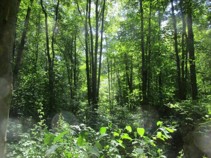 A new forested addition to Tryon-Weber Woods in Crawford County