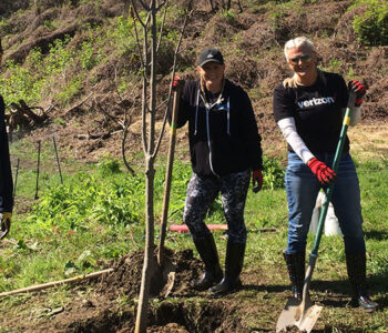 Tree Planting