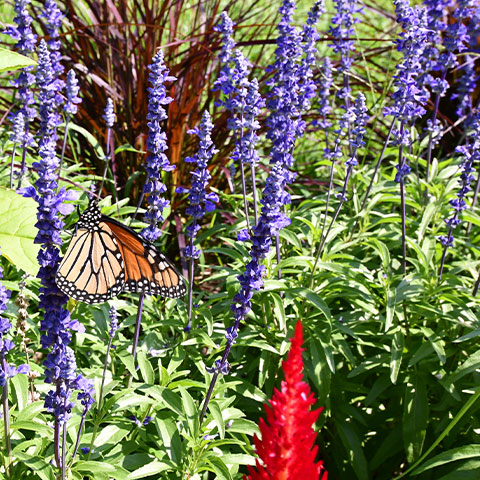 Community Gardens