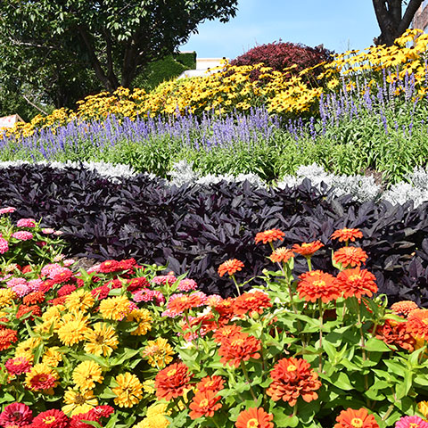 Community Gardens