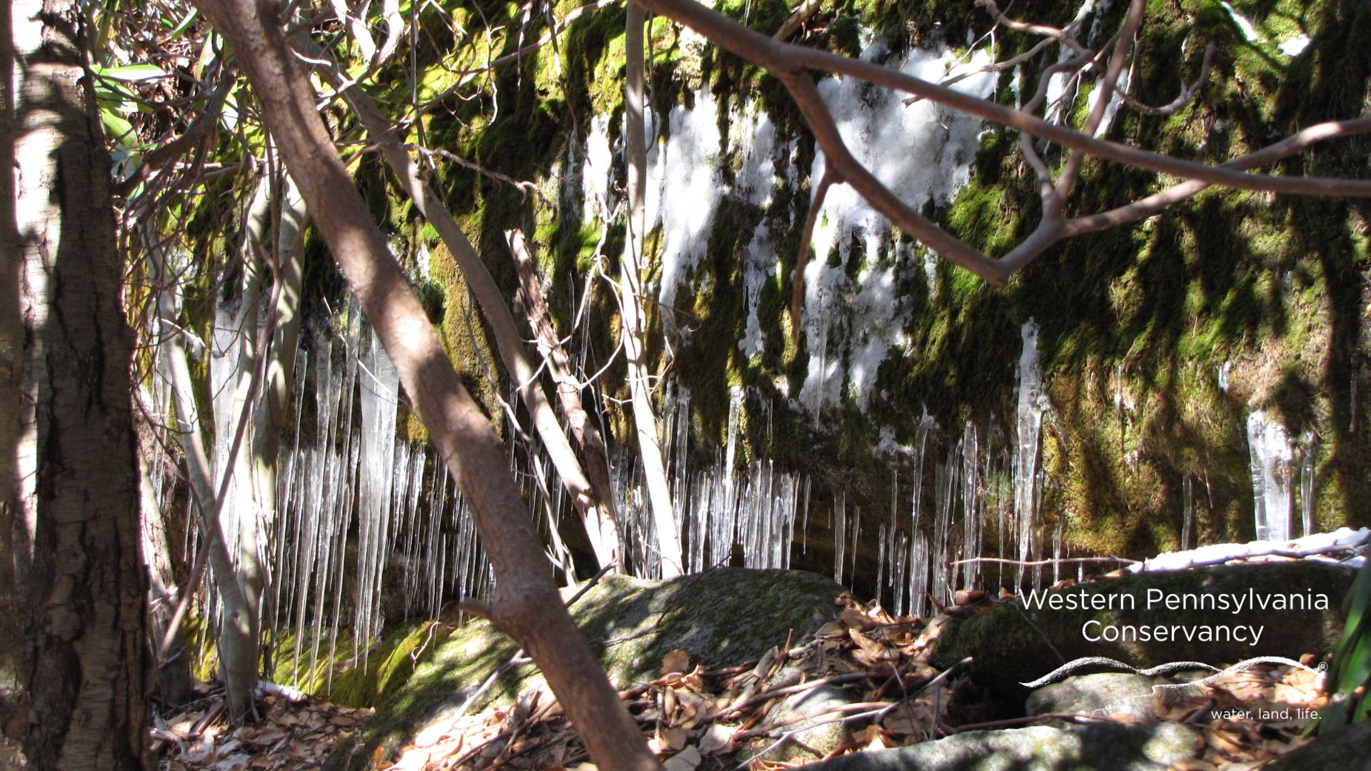 Allegheny National Forest