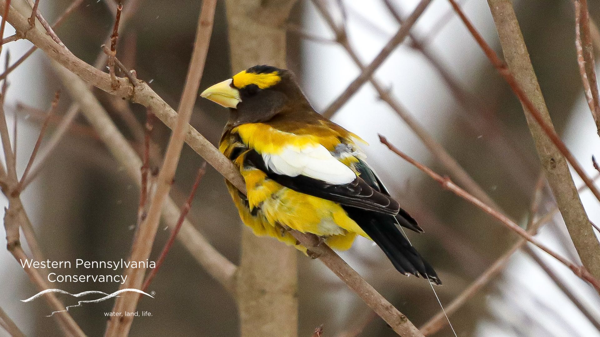 Evening Grosbeak in winter