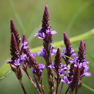 Blue Vervain