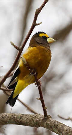 Evening Grosbeak