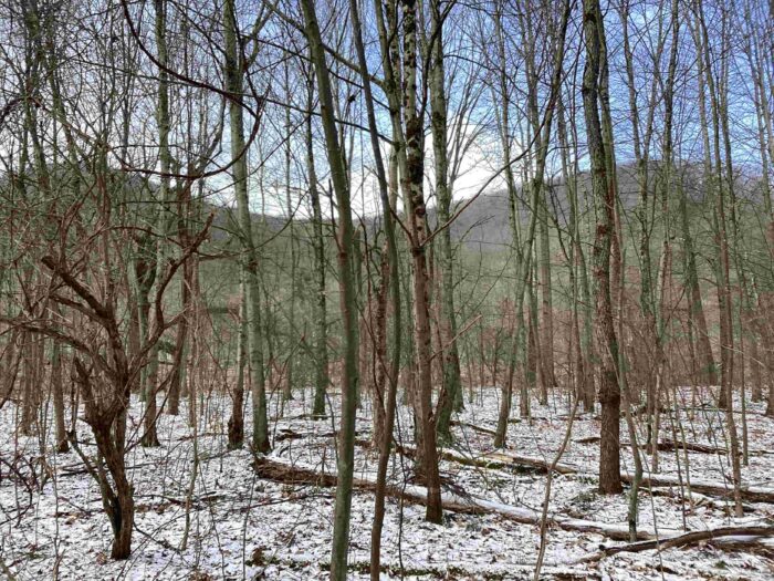 Easement Donation to WPC on Forested Land in Warren County