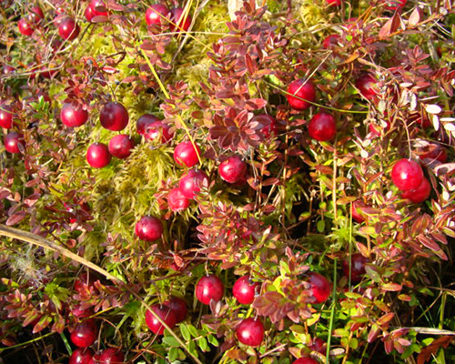 cranberries cranberries