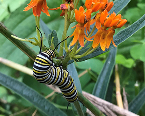 caterpillar caterpillar