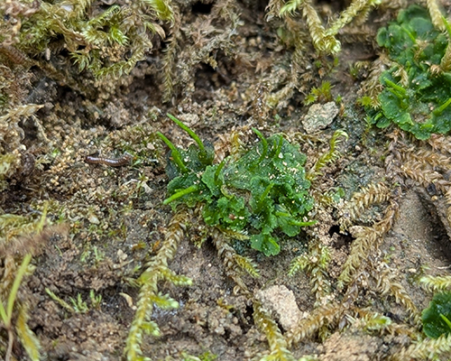 Field Hornwort (Anthoceros agrestis), a species of global conservation concern Field Hornwort (Anthoceros agrestis), a species of global conservation concern