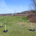 Riparian Tree plantings