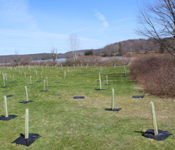 Riparian Tree plantings