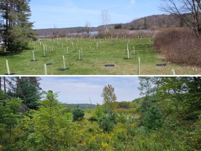before and after riparian planting at Yellow Creek State Park