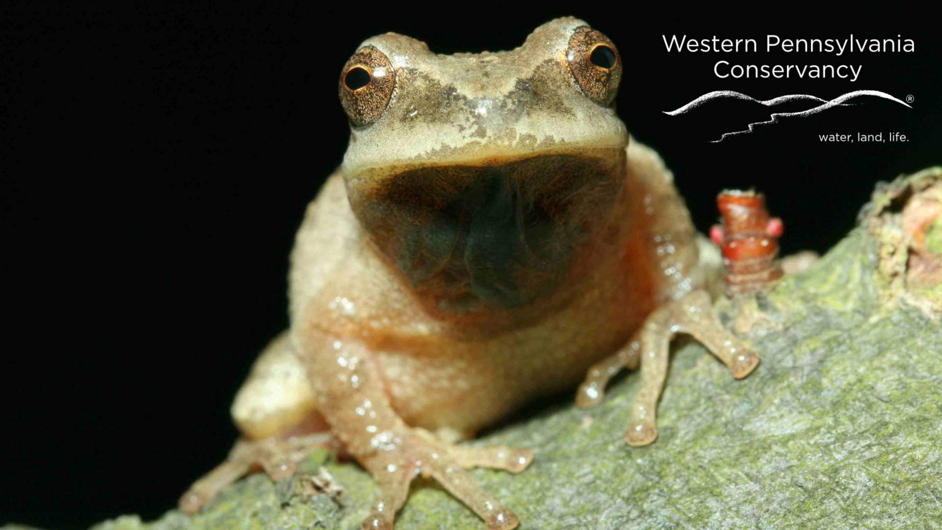 Spring Peeper