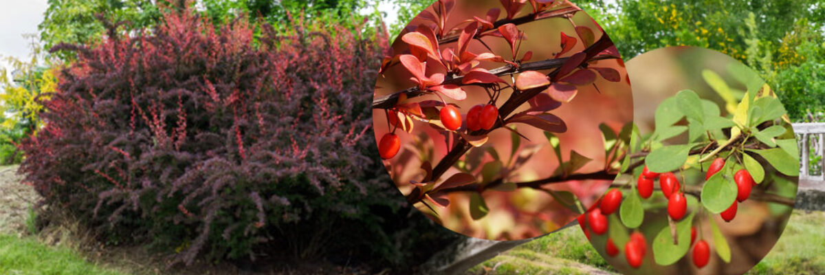 Japanese Barberry