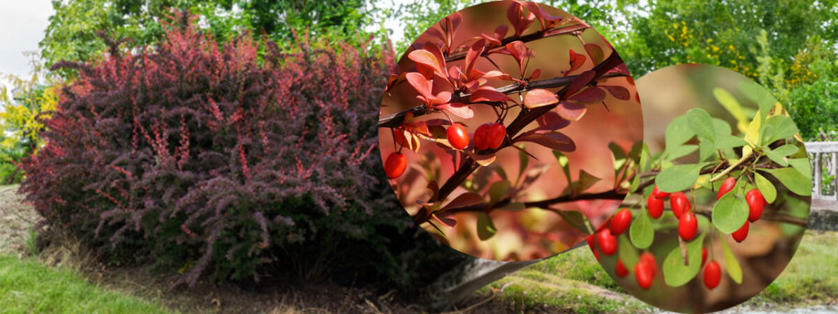 Japanese Barberry