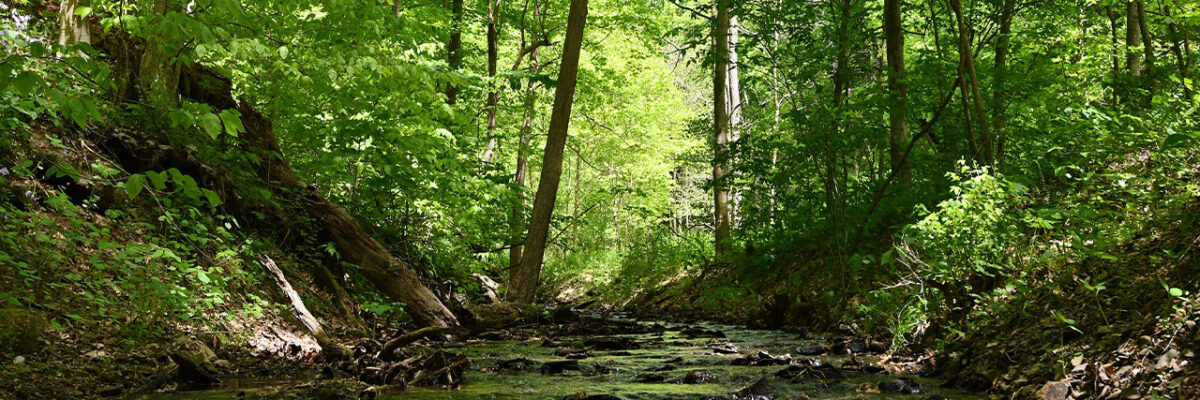 Preserve landscape