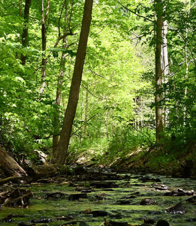 Preserve landscape