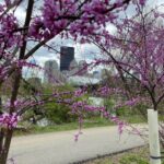 Eastern Redbud Trees in Bloom-April 16_2025 Along North Shore Riverfront Trail in Pittsburgh