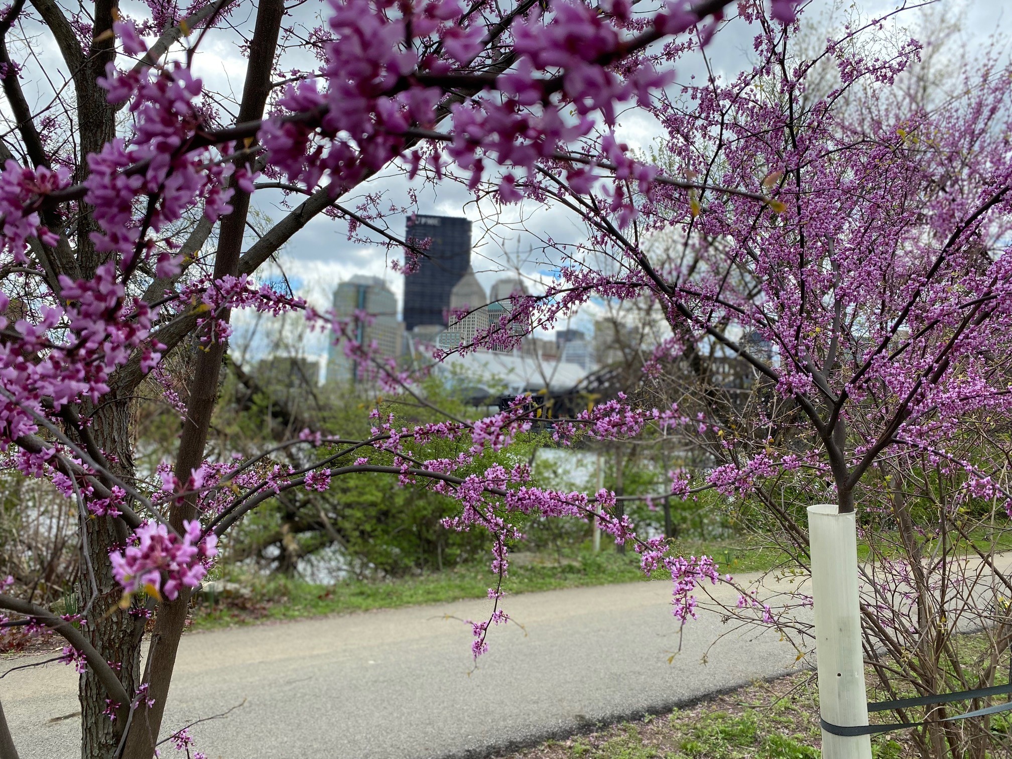 Eastern Redbud Trees in Bloom-April 16_2025 Along North Shore Riverfront Trail in Pittsburgh