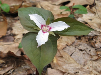 painted trillium