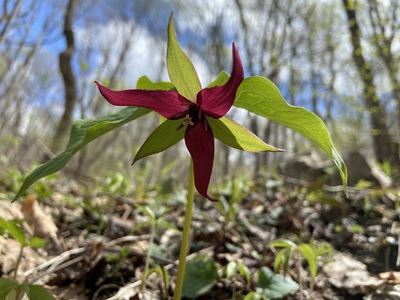 red trillium at Bear Run Nature reserve