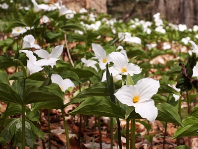 white trillium blanket at Wolf Creek Narrows