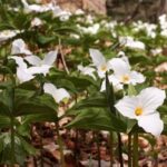 white trillium blanket at Wolf Creek Narrows, cover