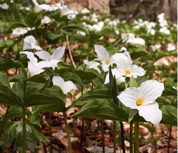 white trillium blanket at Wolf Creek Narrows, cover