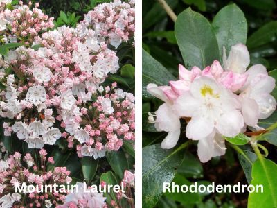 Mountain laurel and rhododendron flowers