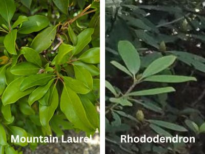 Mountain laurel and rhododendron leaves
