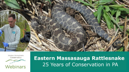 webinar card Eastern Massasauga Rattlesnake: 25 Years of Conservation in PA, endangered species