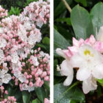 Mountain laurel and rhododendron flowers