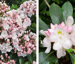 Mountain laurel and rhododendron flowers