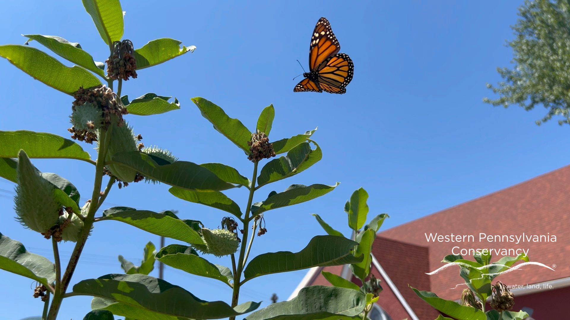 Monarch and Milkweed
