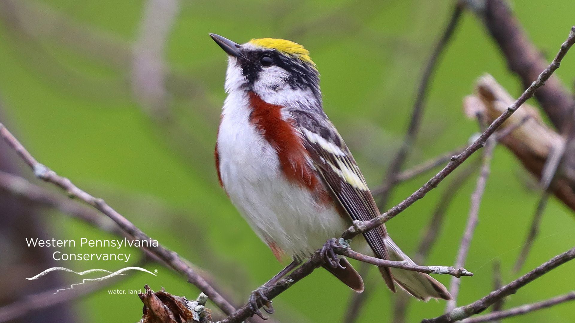 Chestnut-sided Warbler