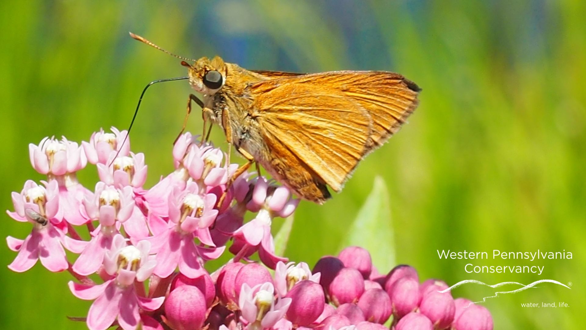 Dion Skipper (Euphyes dion)