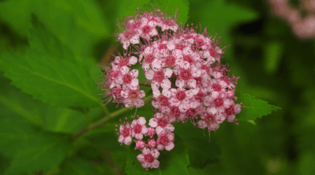 Japanese Spiraea