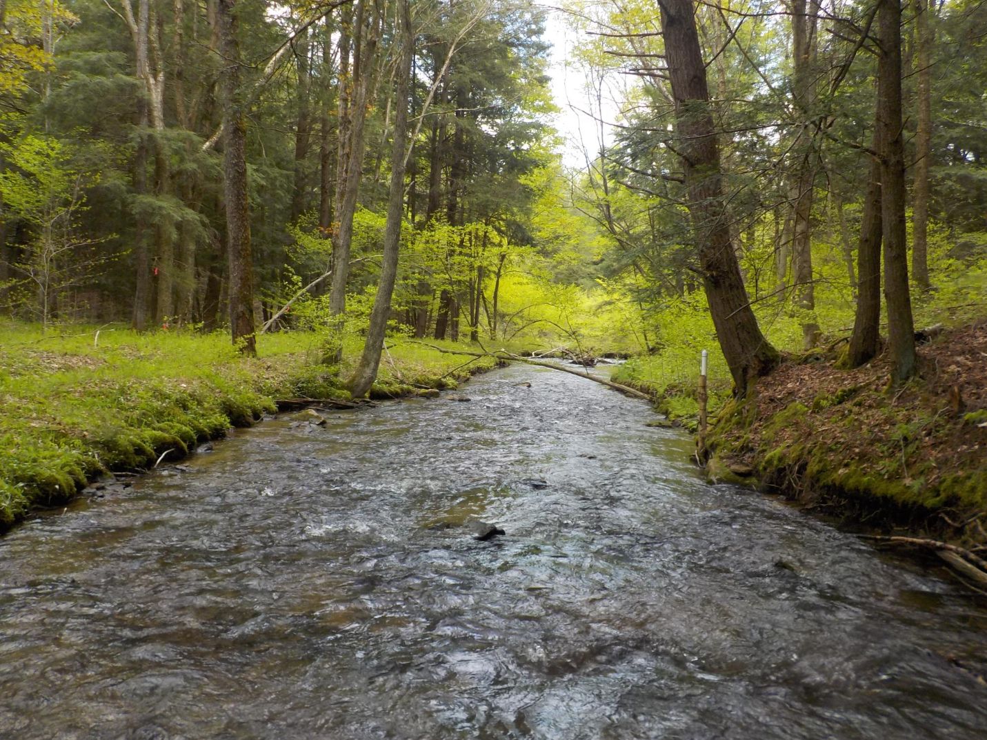 Man-made changes to Little Arnot Run in the 1800s changed its winding stream channel to a straightened ditch that facilitated transportation of marketable goods, including timber. 