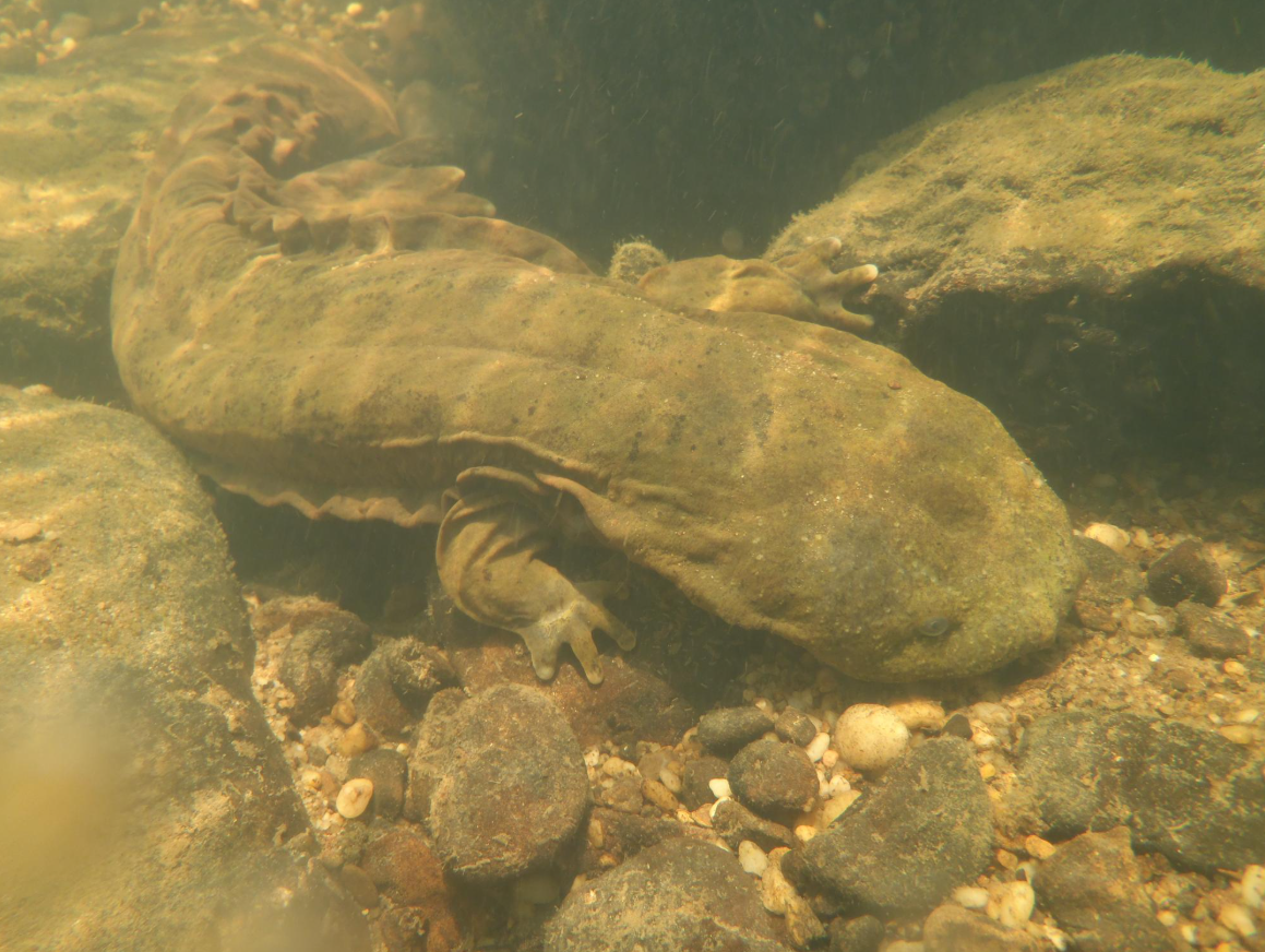 Eastern Hellbender
