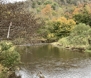 Location for Kinzua Creek cross vane, part of fish habitat restoration project